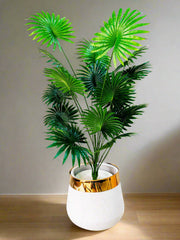 Fan Palm with Gold Strip Pot – 4 feet Tall