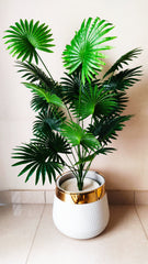 Fan Palm with Gold Strip Pot – 4 feet Tall