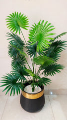 Fan Palm with Gold Strip Pot – 4 feet Tall