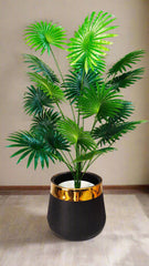 Fan Palm with Gold Strip Pot – 4 feet Tall