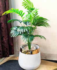 Areca Plant with Fibre Pot - 3 feet Height