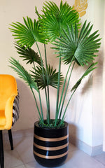 Fan palm plant with fiberglass pot - 5 feet height