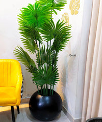 Fan Palm Plant with Round Fiberglass Pot - 6 feet height