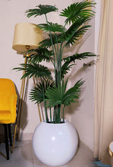 Fan Palm Plant with Round Fiberglass Pot - 6 feet height