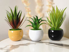 Round Pot with Cactus - Set of 2 & Set of 3