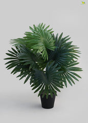 Fan Palm with Plastic Pot – 28 Inches Tall