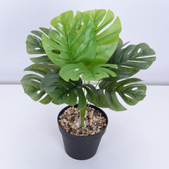 Baby Monstera Plant with Plastic Pot | 18-Inches Tall