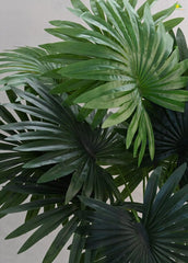 Fan Palm with Plastic Pot – 28 Inches Tall