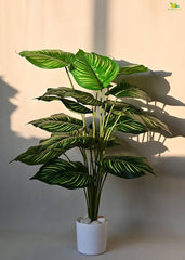 Money Plant with Plastic Pot | 28-Inches
