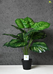 Money Plant with Plastic Pot | 28-Inches
