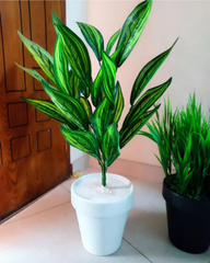 Beautiful Plant In Natural Look