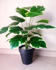 White Edge Leaves Plant 3 Feet Height Artificial Plant