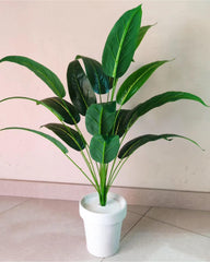 Bird of Paradise Plant Height 2.8 Feet