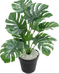 Monstera Plant - 2.8 Feet Height