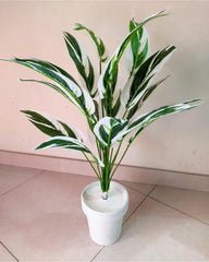 White and Green Leaves Plant 2.8 Feet Height