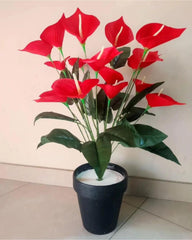 Lily Plant Red & Yellow - 3 Feet Height