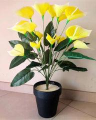 Lily Plant Red & Yellow - 3 Feet Height