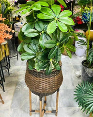 Cane Planter Stand With Artificial Cheeko Plant - Height 4.5 Feet