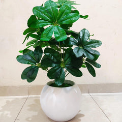 Round Fibreglass Pot With Cheeko Plant - 3 Feet Height
