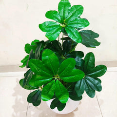 Round Fibreglass Pot With Cheeko Plant - 3 Feet Height