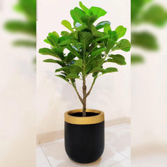 Fig Leaf Plant With Golden and Black Handmade Fibre Planter - 5 Feet Height