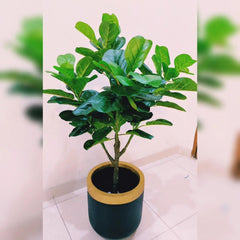 Fig Leaf Plant With Golden and Black Handmade Fibre Planter - 5 Feet Height