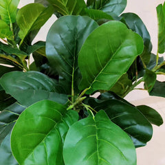 Fig Leaf Plant With Golden and Black Handmade Fibre Planter - 5 Feet Height