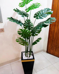 Tall Monstera Plant With gold strip Fibre Planter - 6 Feet Height