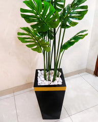 Tall Monstera Plant With gold strip Fibre Planter - 6 Feet Height