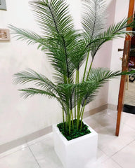 Fish Palm with Square White Fibre Pot - 5.5 Feet Height