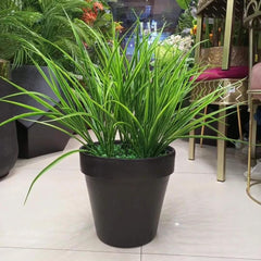 Grass Plant With Black Pot - 18 Inch Height