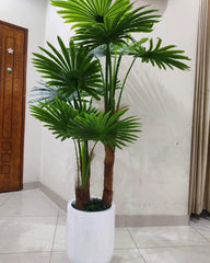 Fan palm plant with fiberglass pot - 6 feet height