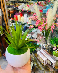 Cactus with ceramic pot