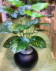 Money Plant with ceramic pot- 3 feet height