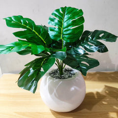Baby Monstera plant with round white pot 12 inch height