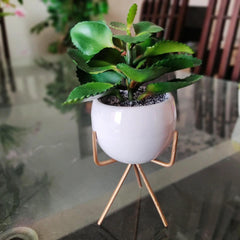 Succulent with white pot and golden stand 9 inch height