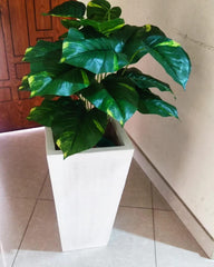 Money plant with square taper planter - 4 feet Height