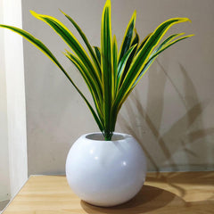 Artificial dracaena plant with white pot only - 2 feet Height