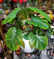 Baby Monstera plant in white pot - 2 feet