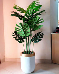 Tall Monstera Plant with fibre planter 6 Feet Height
