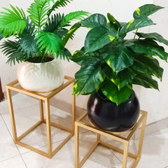 Plant with round planter and gold metal stand