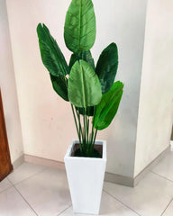 Banana palm tree with square tapered fibre planter Height 5 feet