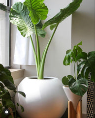Round Fibre Pot - Plant Not Included