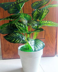 Money Plant with Plastic Pot | 28-Inches