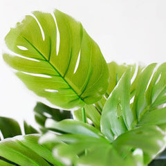 Baby Monstera Plant with Plastic Pot | 18-Inches Tall