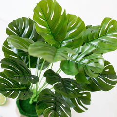 Baby Monstera Plant with Plastic Pot | 18-Inches Tall