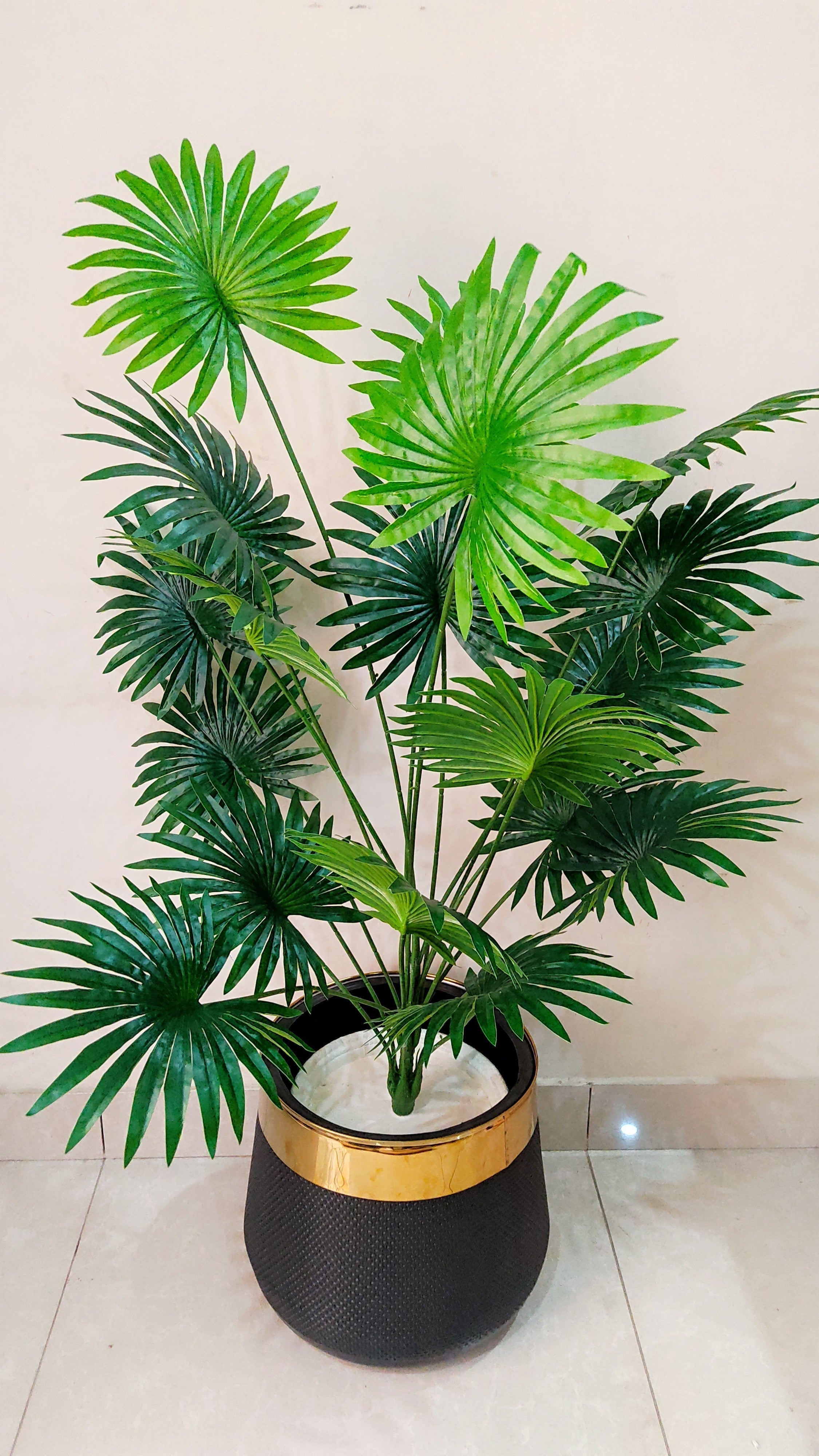Fan Palm with Gold Strip Pot – 4 feet Tall