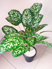 Unique Design Artificial Plant with Plastic Pot | 28-Inches