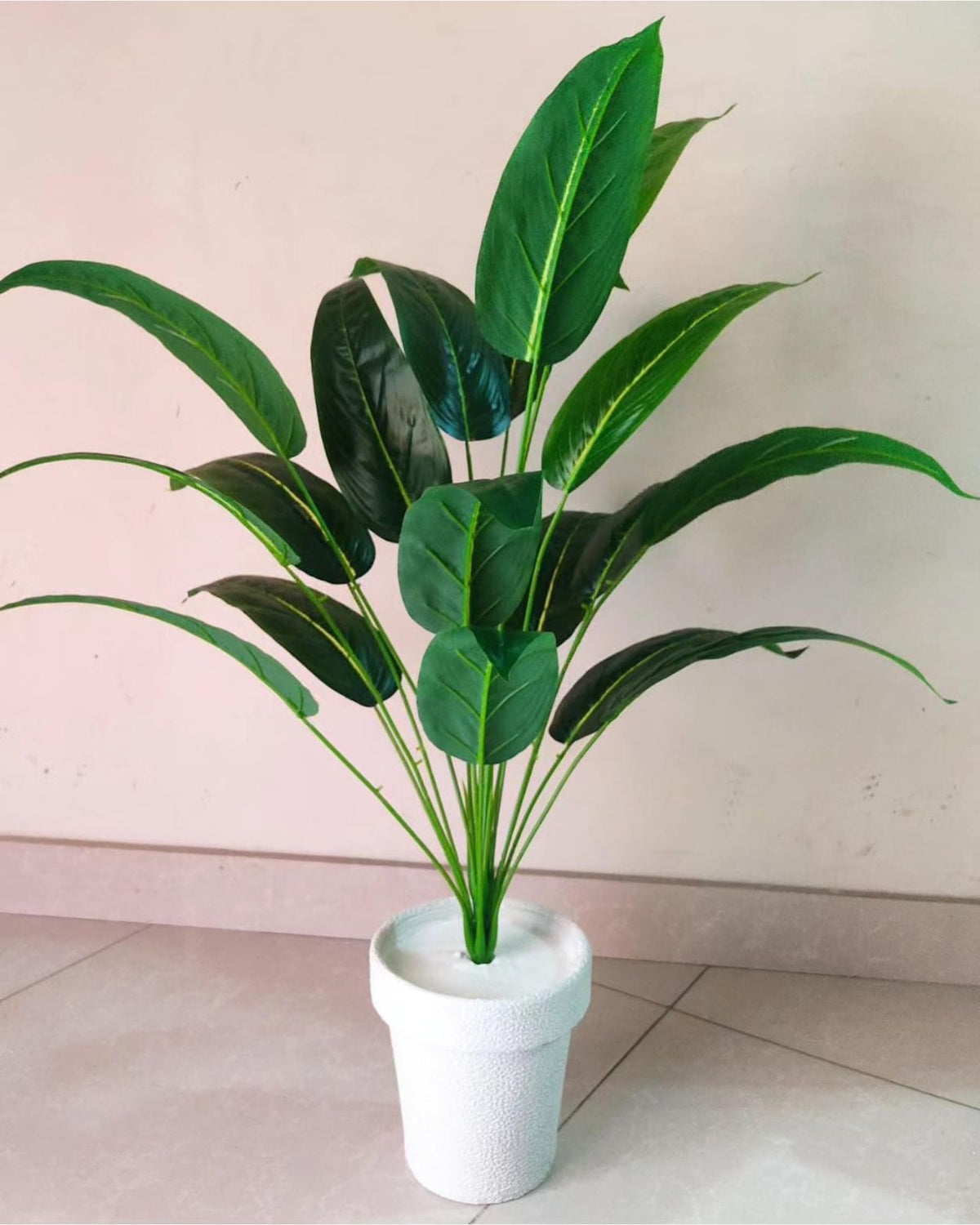 Bird of Paradise Plant Height 2.8 Feet