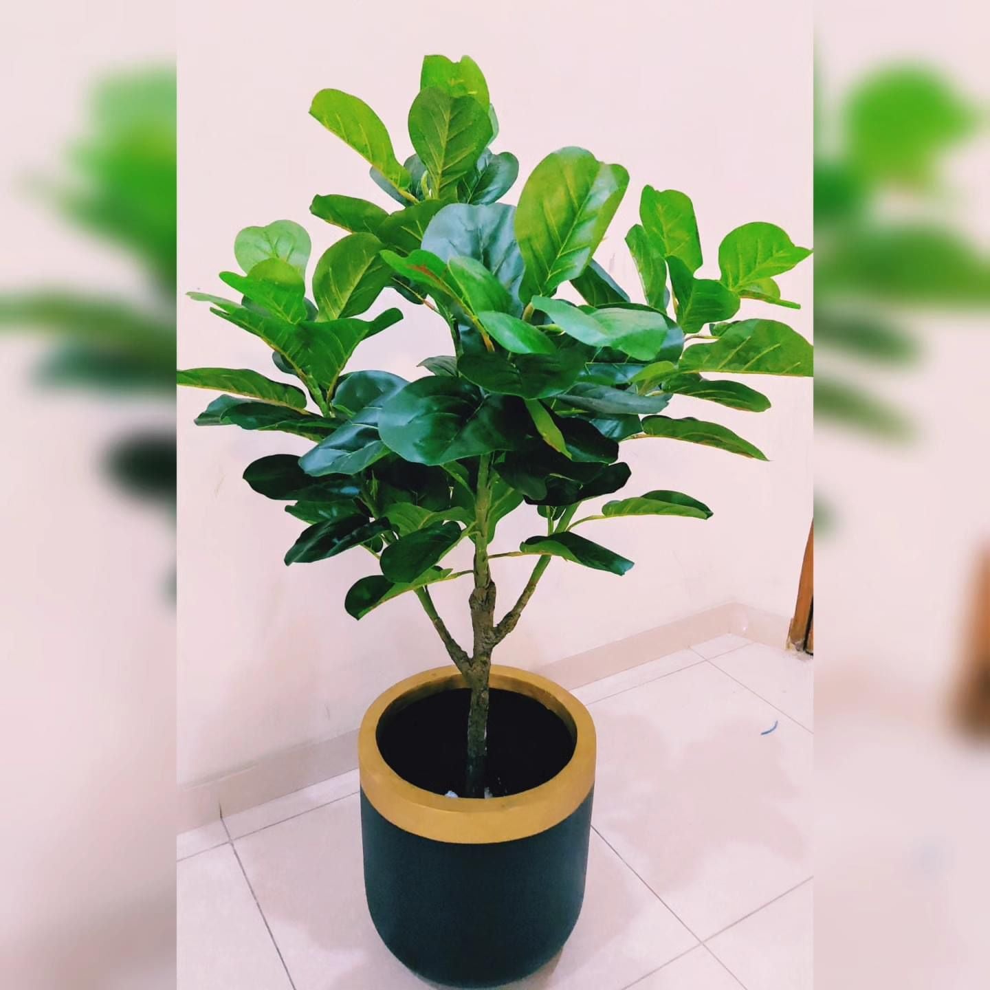 Fig Leaf Plant With Golden and Black Handmade Fibre Planter - 5 Feet Height